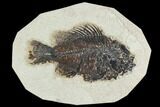 Fossil Fish (Cockerellites) - Green River Formation #129678-1